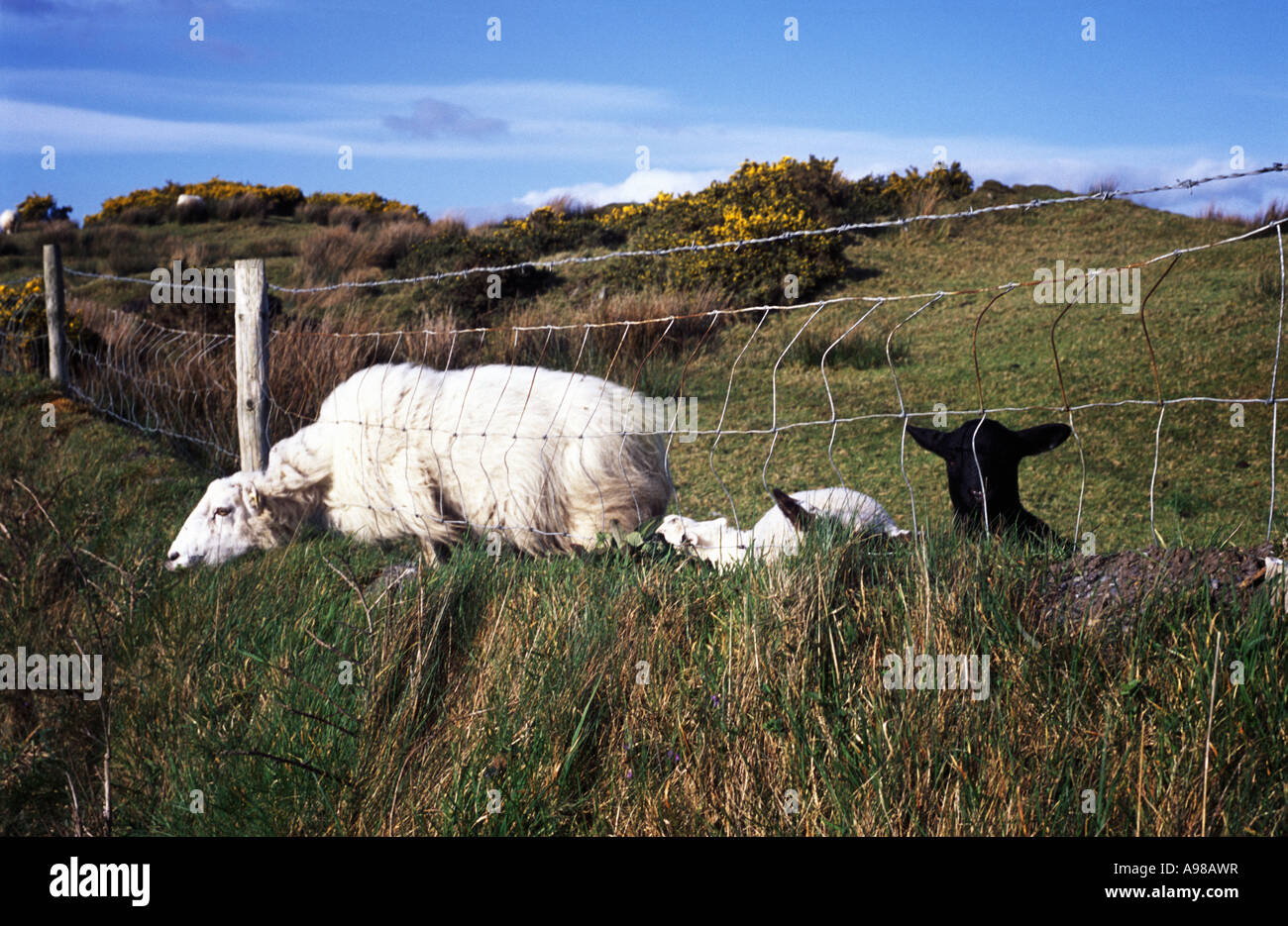Un mouton blanc colle sa tête dans une clôture, surveillée par un mouton noir, Mont Gabriel, Glaun, près de West Cork Irlande schull Banque D'Images