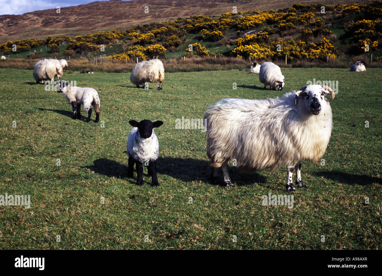 Mouton et agneau, Mont Gabriel, Glaun, près de Schull, dans la région de West Cork, Irlande Banque D'Images