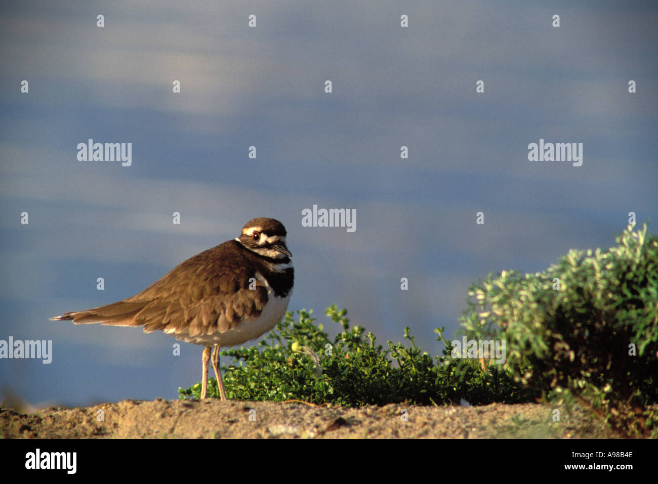 La Californie, San Francisco, Crissy Field, GGNRA, Killdeer Banque D'Images