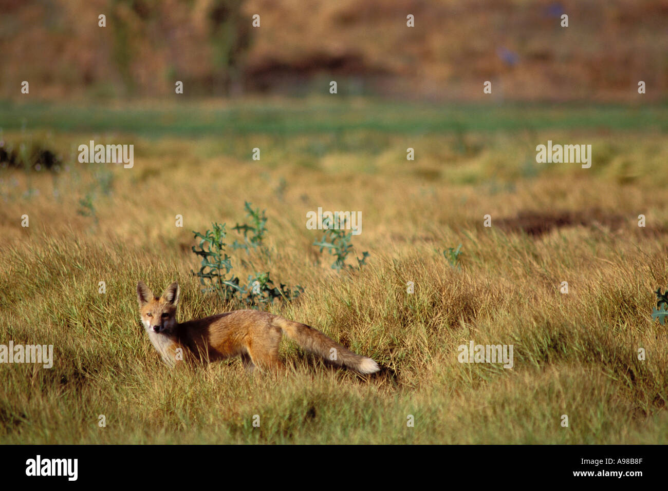East Bay, Californie Parcs Nationaux, le Renard roux Vulpes fulva dans Shell Marsh, Martinez Banque D'Images