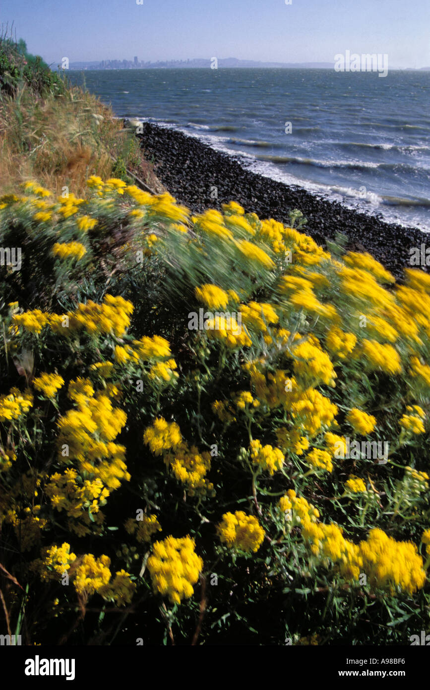 La Californie, San Francisco Bay, Brooks Island Regional Park Banque D'Images