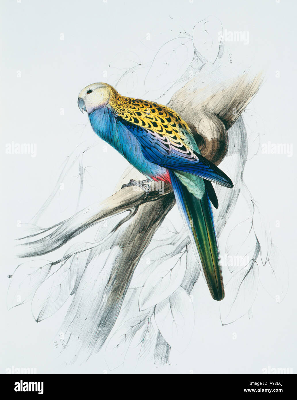 Platycercus adscitus palliceps tête pâle rosella Banque D'Images