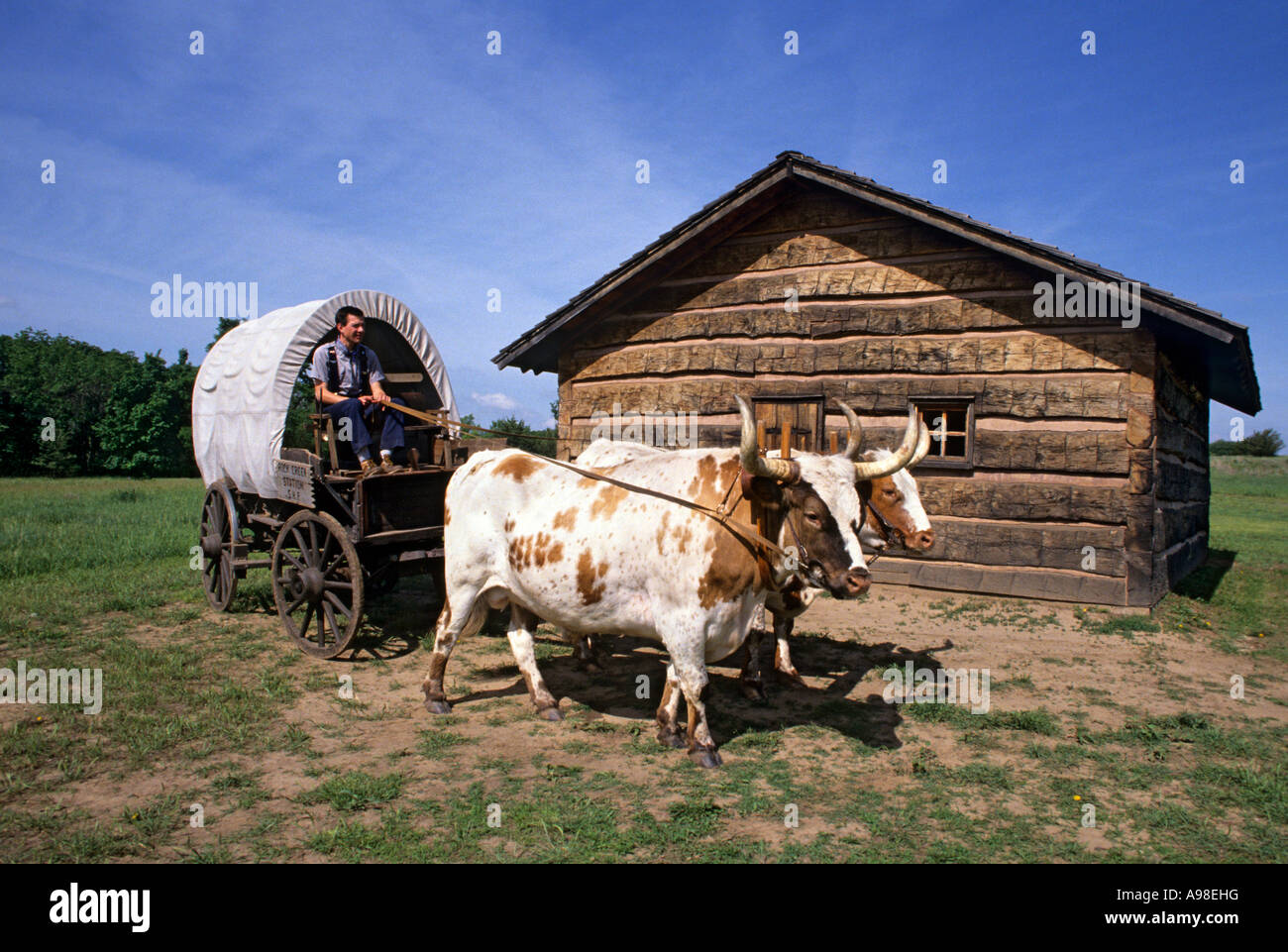 Des boeufs ET CHARIOT COUVERT À ROCK CREEK STATION STATE HISTORICAL PARK LE LONG DE L'Oregon Trail, S.E. Le Nebraska. L'été Banque D'Images