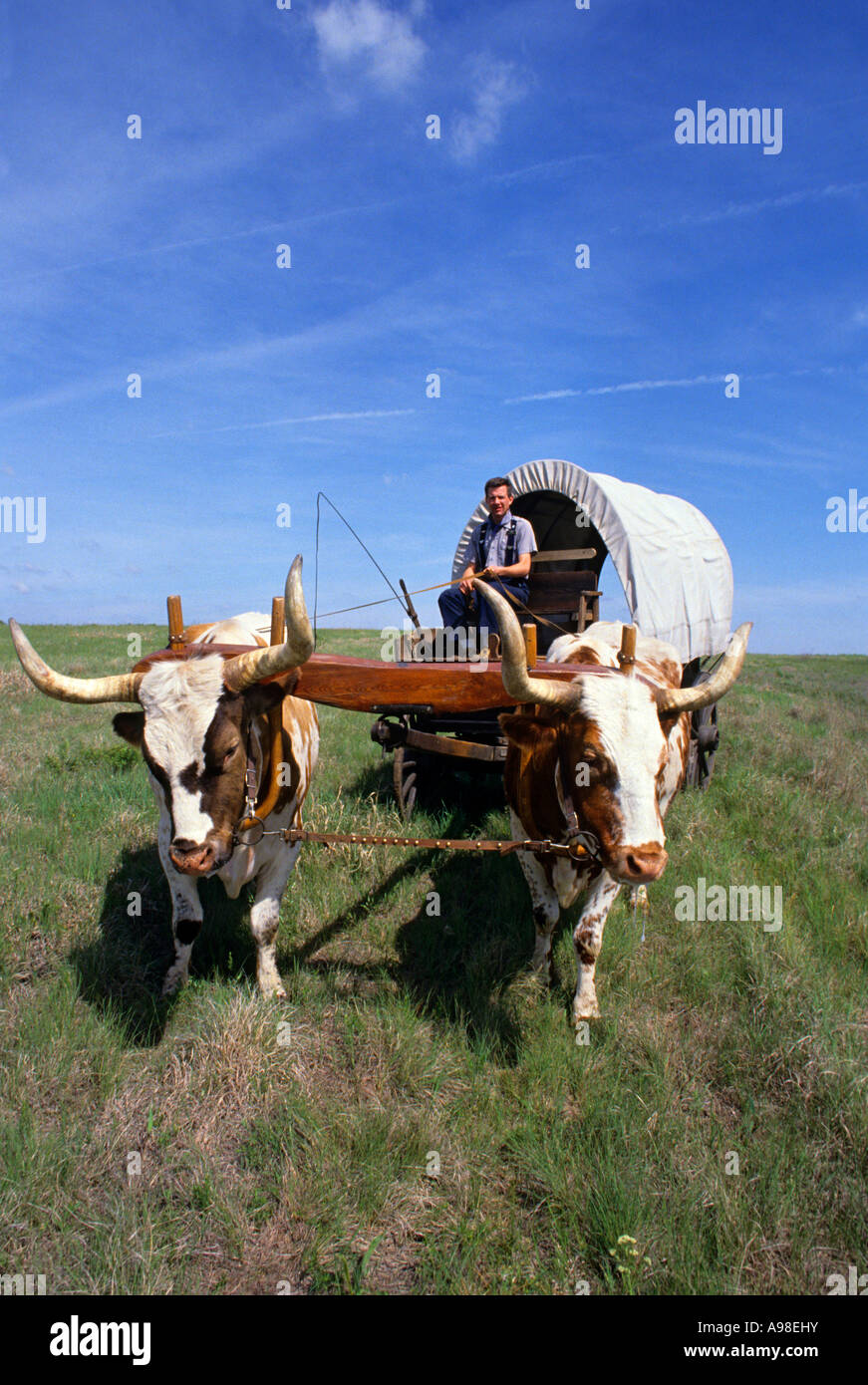 Boeufs & CHARIOT COUVERT LE LONG DE L'Oregon Trail, ROCK CREEK STATION STATE HISTORICAL PARK DANS LE S.E. Le Nebraska. L'été. Banque D'Images