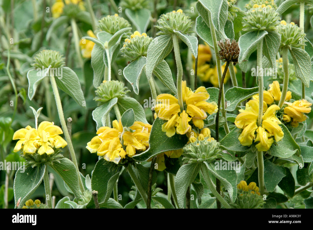 Phlomis fruticosa début mai Banque D'Images