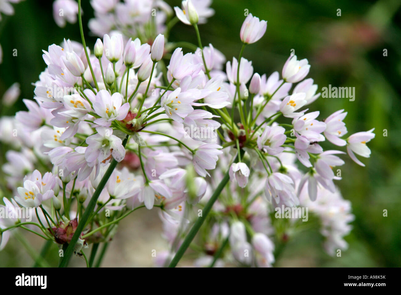 Allium roseum Banque D'Images
