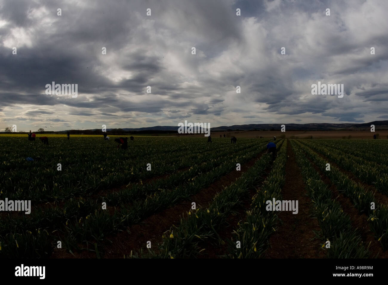 Jonquilles et britannique fraîchement cueillies à Grangehall fabricants fermes commerciales situé au nord-est de l'Ecosse Fettercairn uk Banque D'Images