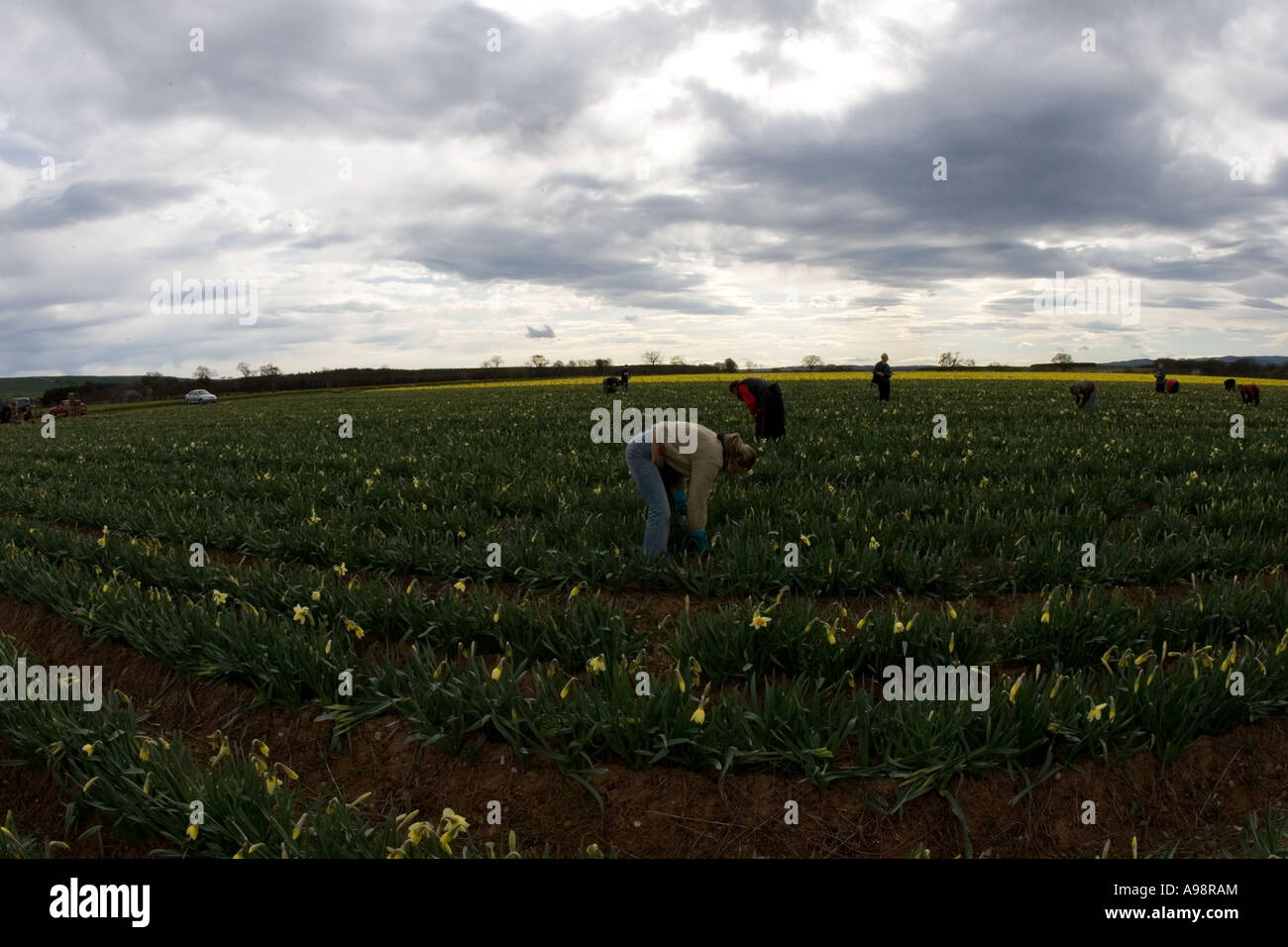 Jonquilles et britannique fraîchement cueillies à Grangehall fabricants fermes commerciales situé au nord-est de l'Ecosse Fettercairn uk Banque D'Images