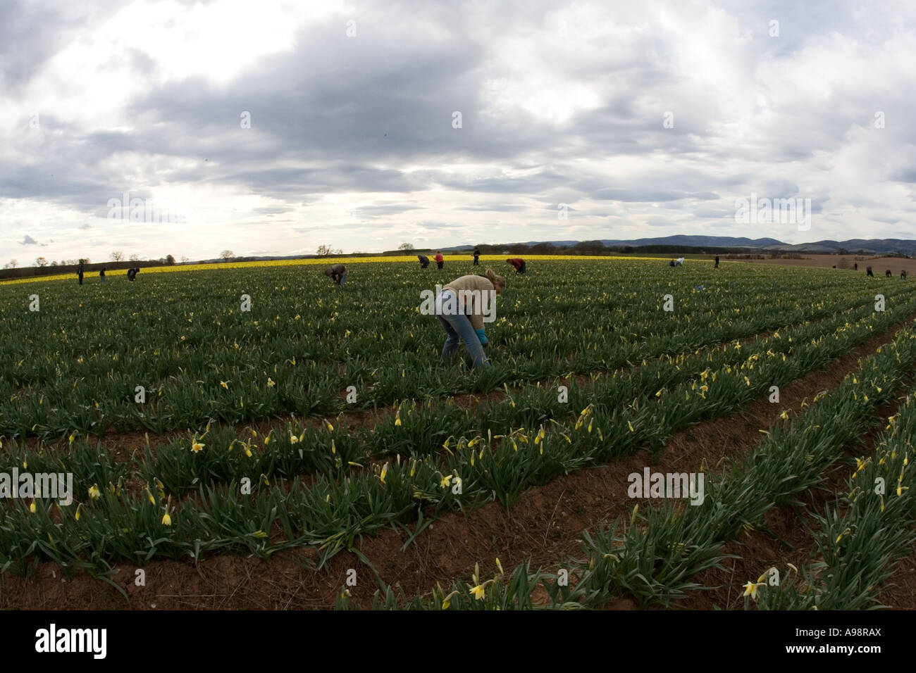Jonquilles et britannique fraîchement cueillies à Grangehall fabricants fermes commerciales situé au nord-est de l'Ecosse Fettercairn uk Banque D'Images