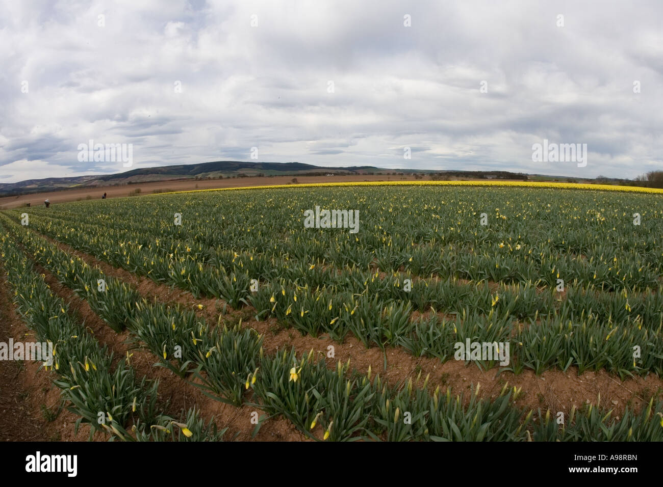 Jonquilles et britannique fraîchement cueillies à Grangehall fabricants fermes commerciales situé au nord-est de l'Ecosse Fettercairn uk Banque D'Images