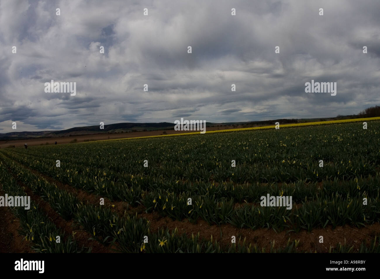 Jonquilles et britannique fraîchement cueillies à Grangehall fabricants fermes commerciales situé au nord-est de l'Ecosse Fettercairn uk Banque D'Images