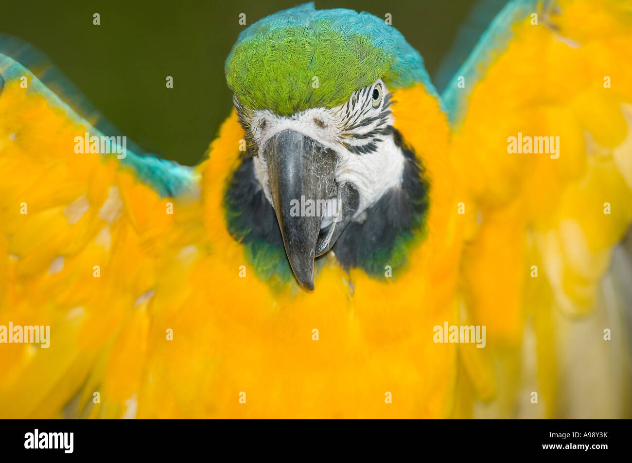 Blue and Gold macaw (Ara ararauna) Banque D'Images Blue and Gold macaw (Ara ararauna) Banque D'Images