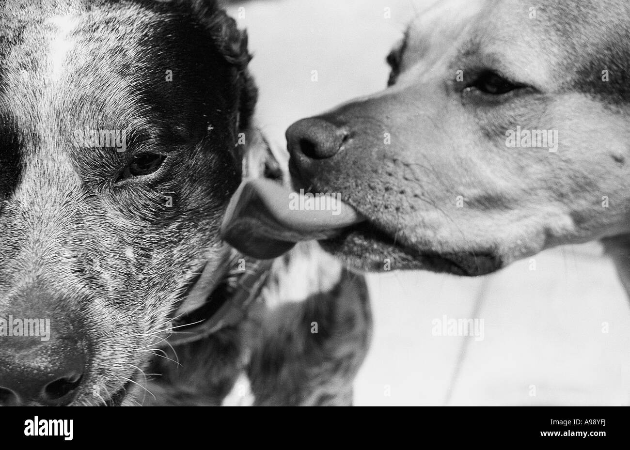 Un chien montre son affection à une autre Banque D'Images