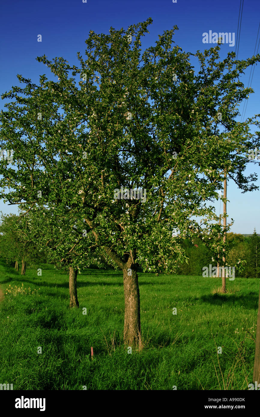 Les jeunes pommiers fleurissent dans le verger de printemps, affichant des fleurs blanches fraîches sur l'herbe verte vibrante et le ciel bleu profond Banque D'Images