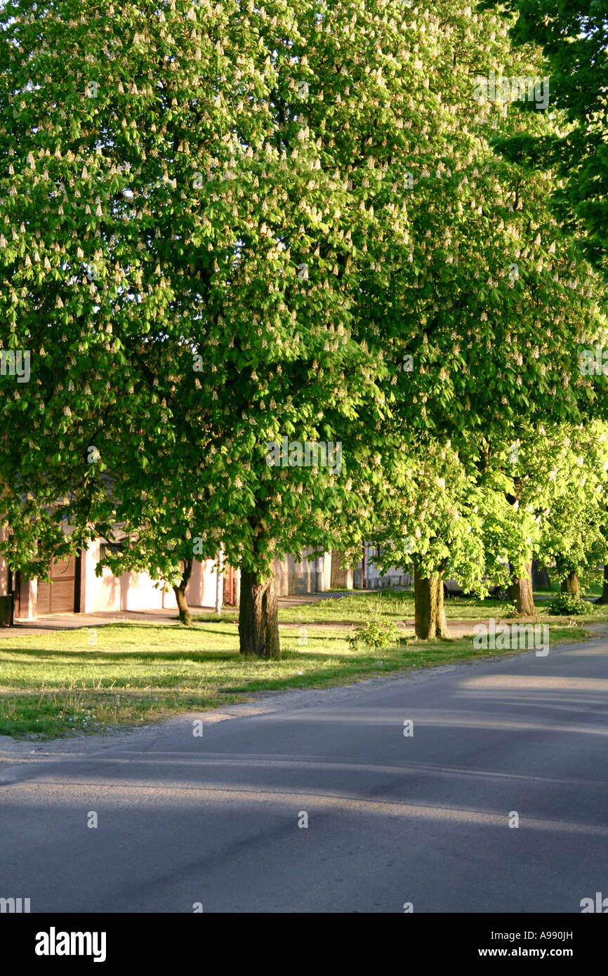 Route de banlieue bordée d'arbres à la lumière du soir, ombres tapissées jouant sur l'asphalte tandis que la lumière du soleil filtre à travers le feuillage frais du printemps Banque D'Images