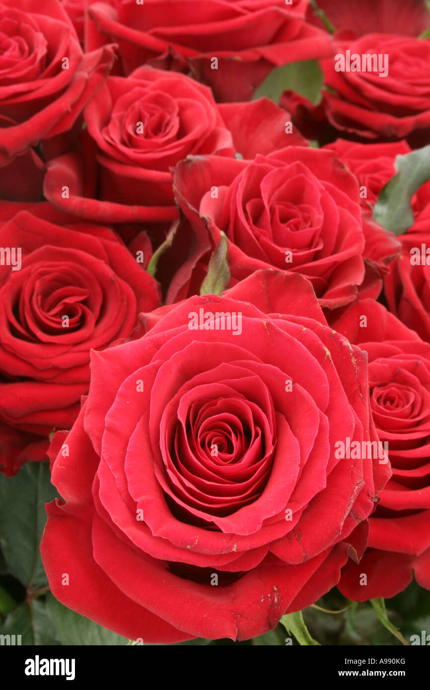 Bouquet de roses rouges en pleine floraison. Banque D'Images