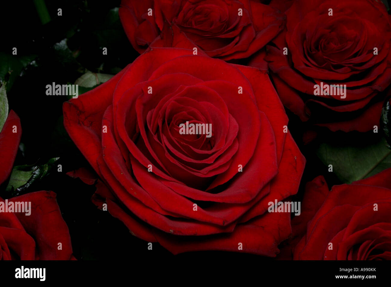 Bouquet de roses rouges en pleine floraison. Banque D'Images