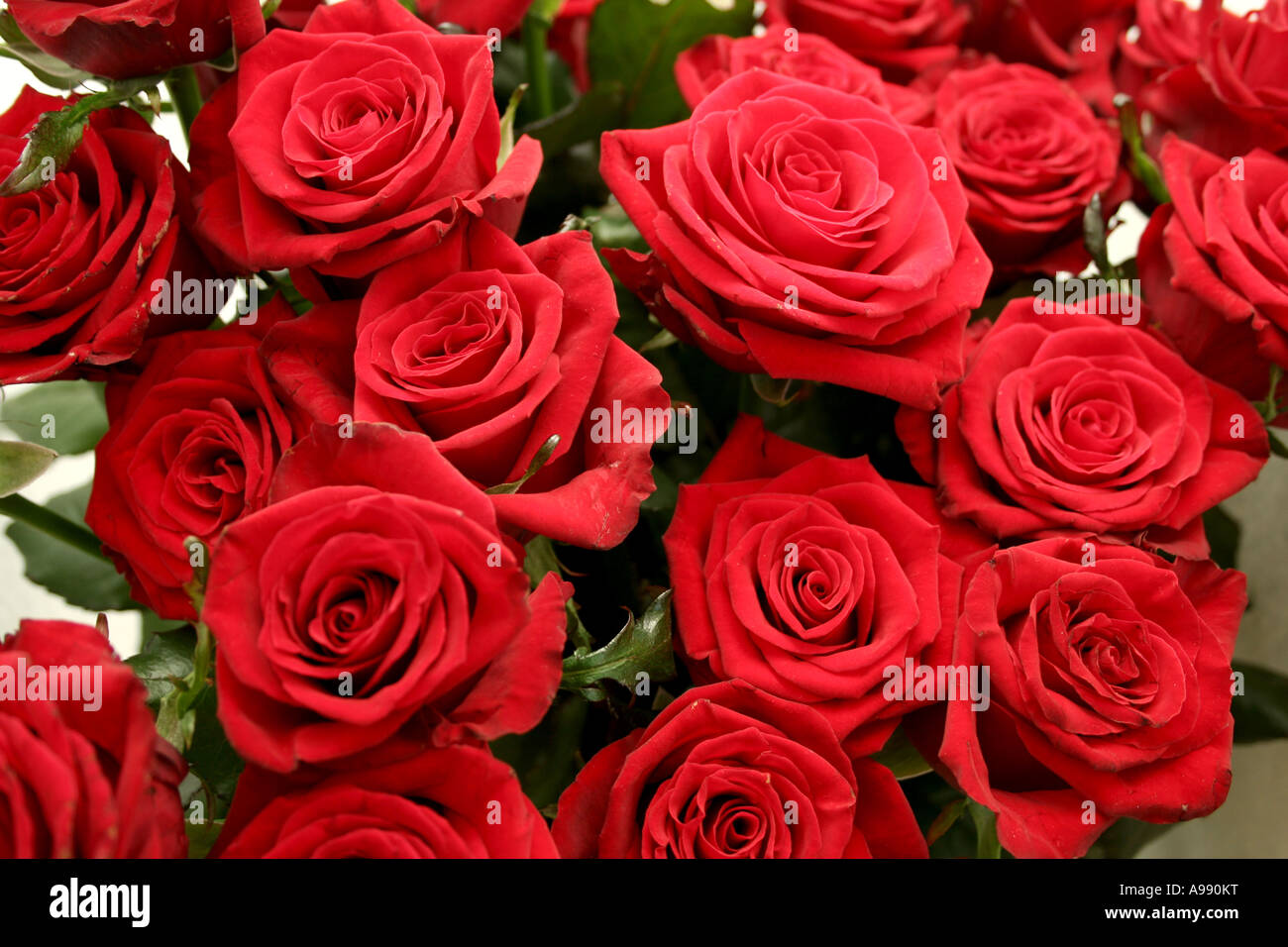 Bouquet de roses rouges en pleine floraison. Banque D'Images