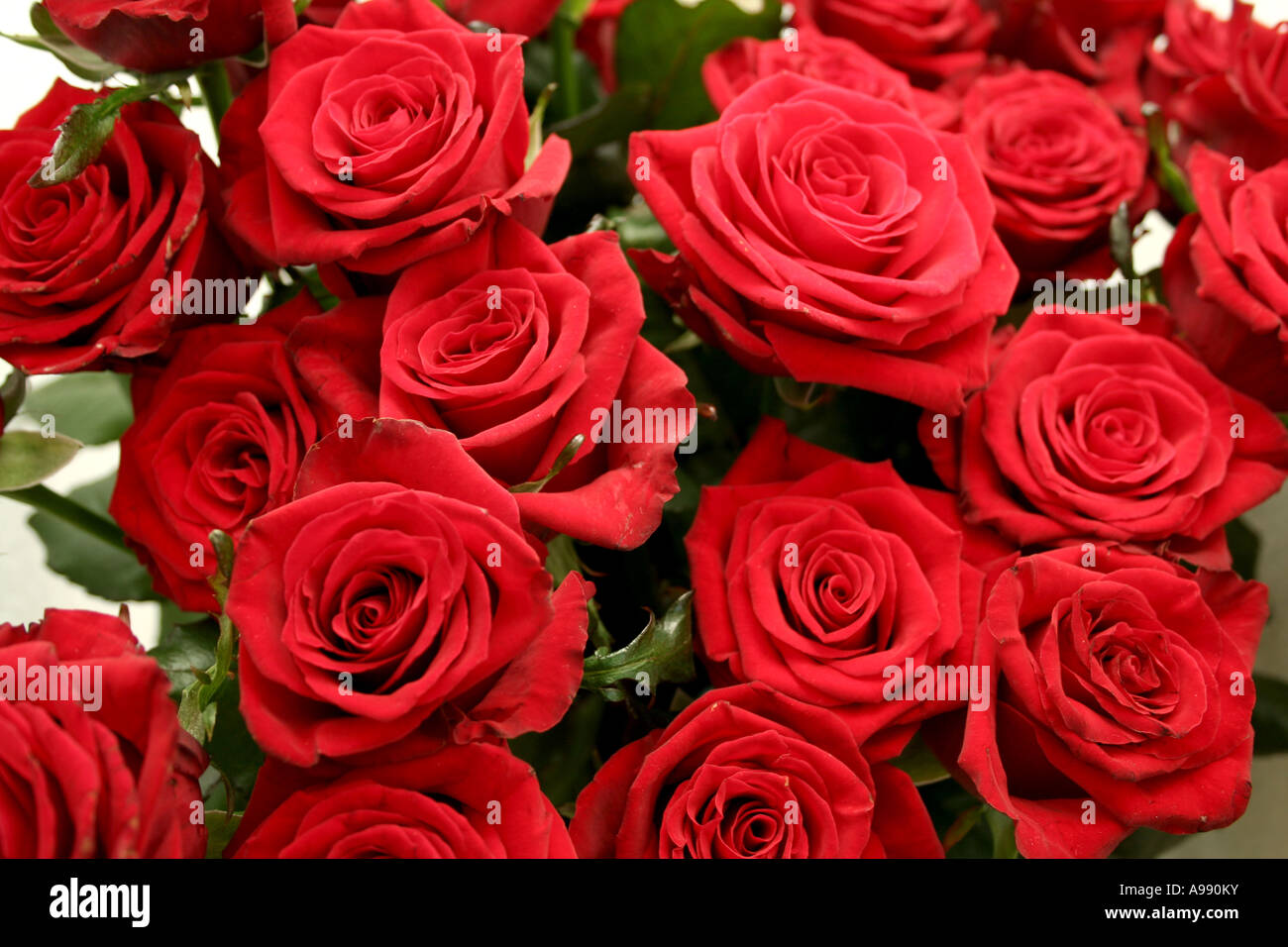 Bouquet de roses rouges en pleine floraison. Banque D'Images