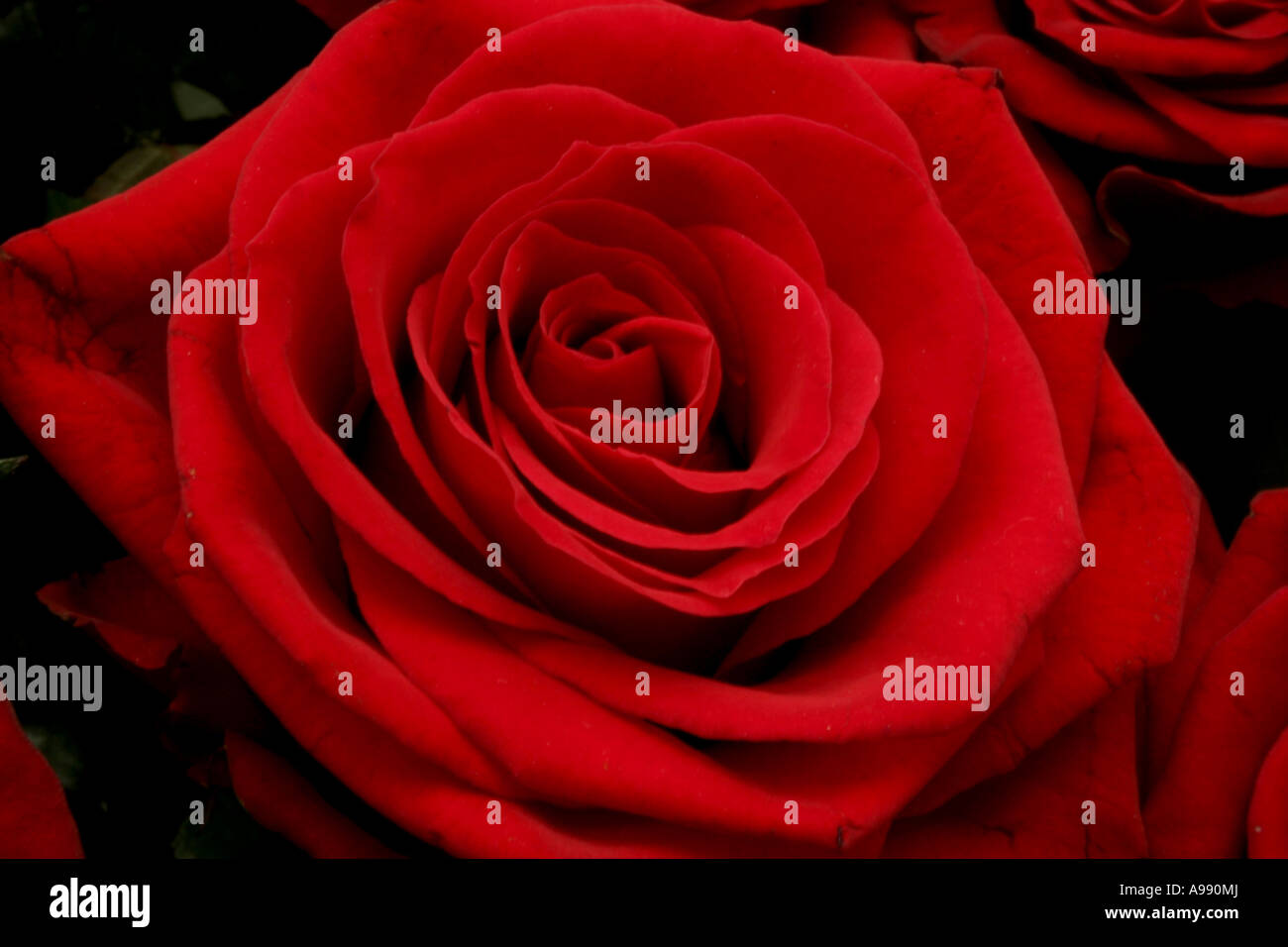 Bouquet de roses rouges en pleine floraison. Banque D'Images