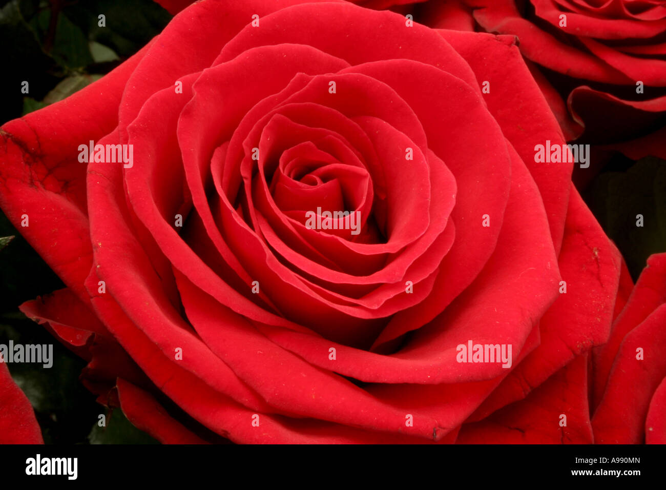 Bouquet de roses rouges en pleine floraison. Banque D'Images