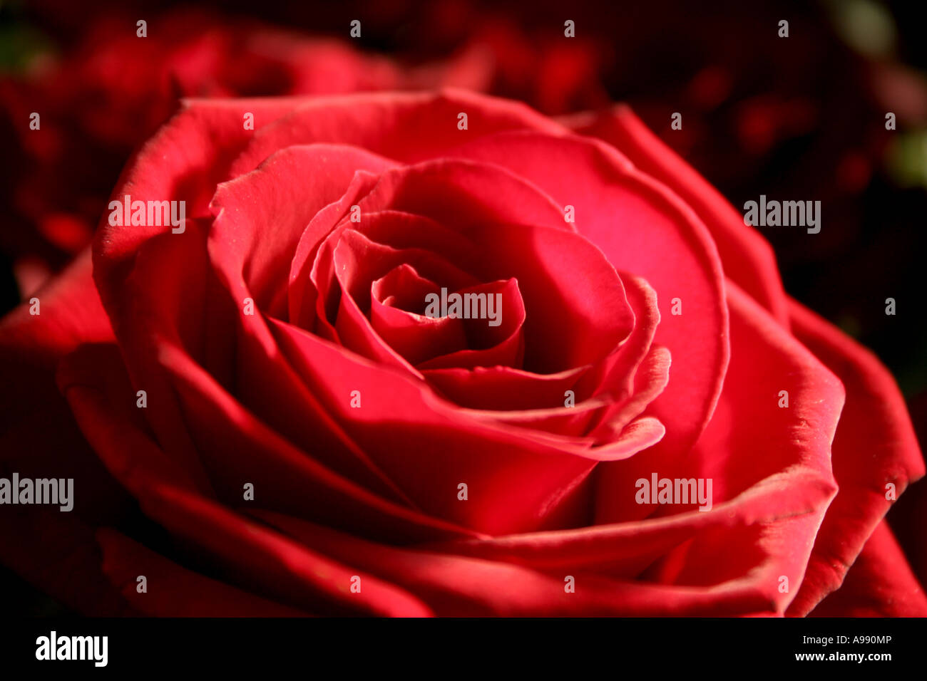 Bouquet de roses rouges en pleine floraison. Banque D'Images