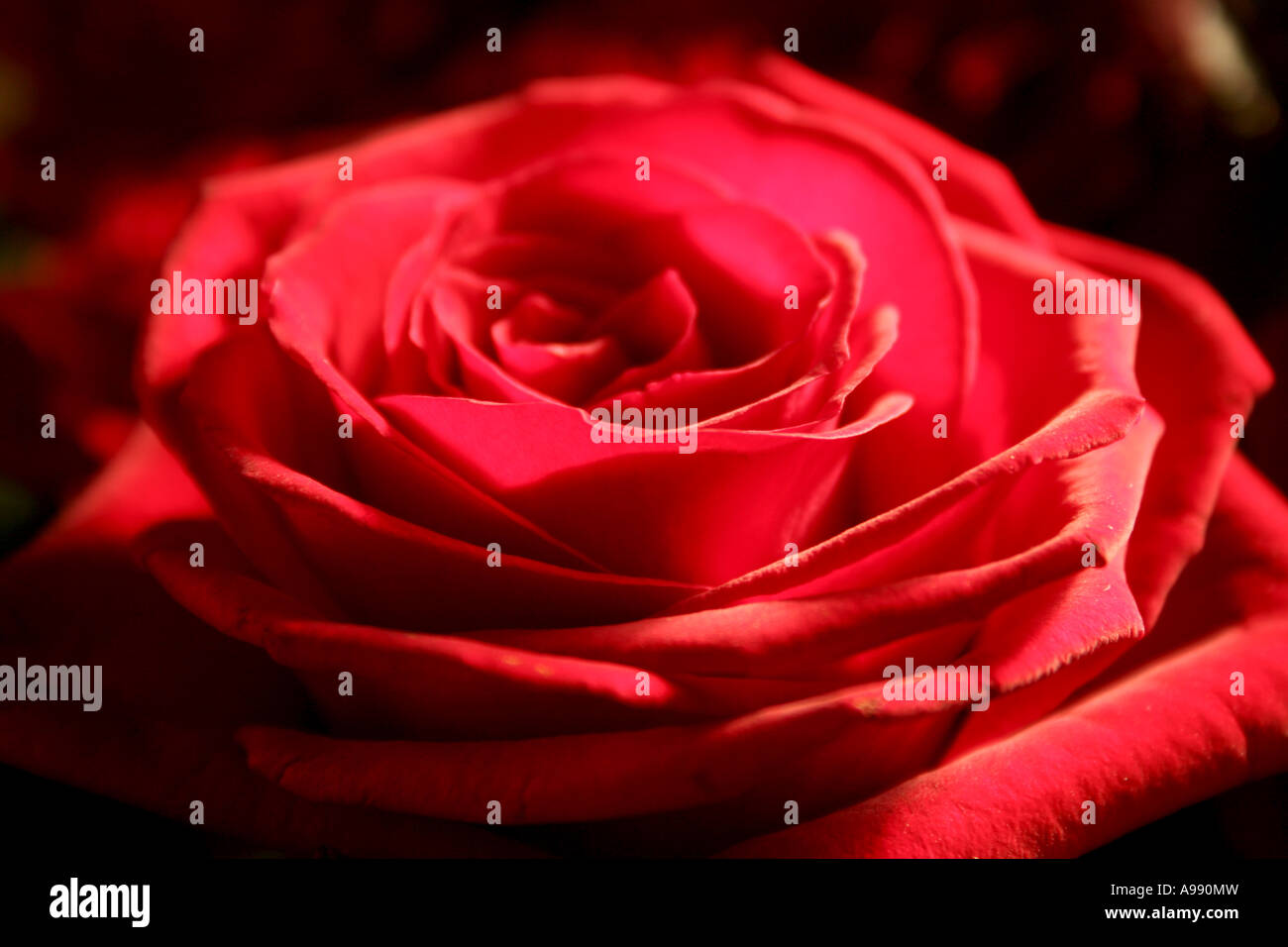 Bouquet de roses rouges en pleine floraison. Banque D'Images