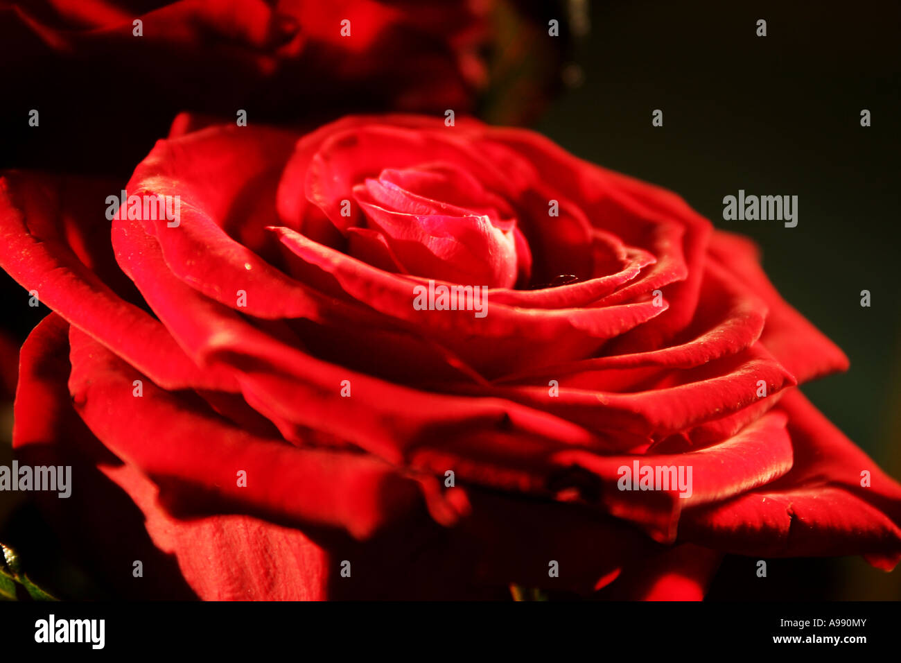 Bouquet de roses rouges en pleine floraison. Banque D'Images