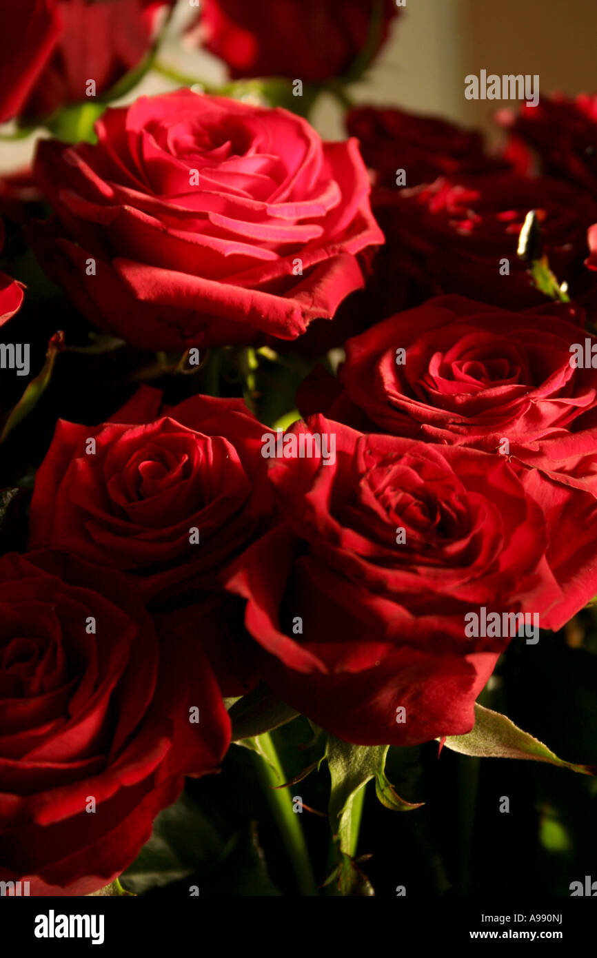 Bouquet de roses rouges en pleine floraison. Banque D'Images