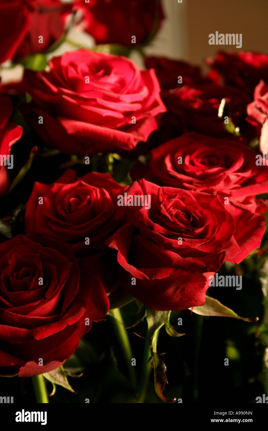 Bouquet de roses rouges en pleine floraison. Banque D'Images