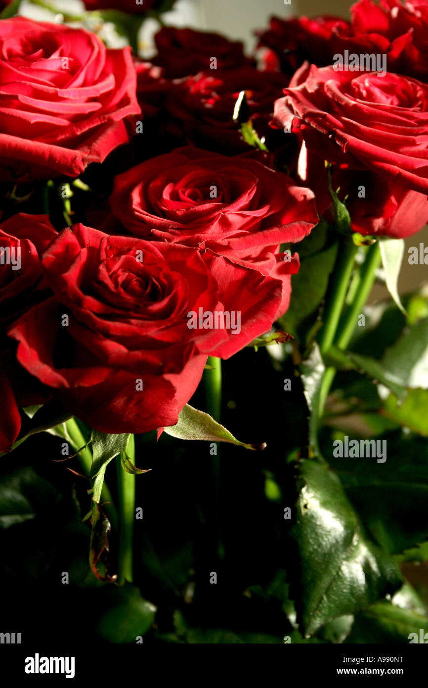 Bouquet de roses rouges en pleine floraison. Banque D'Images