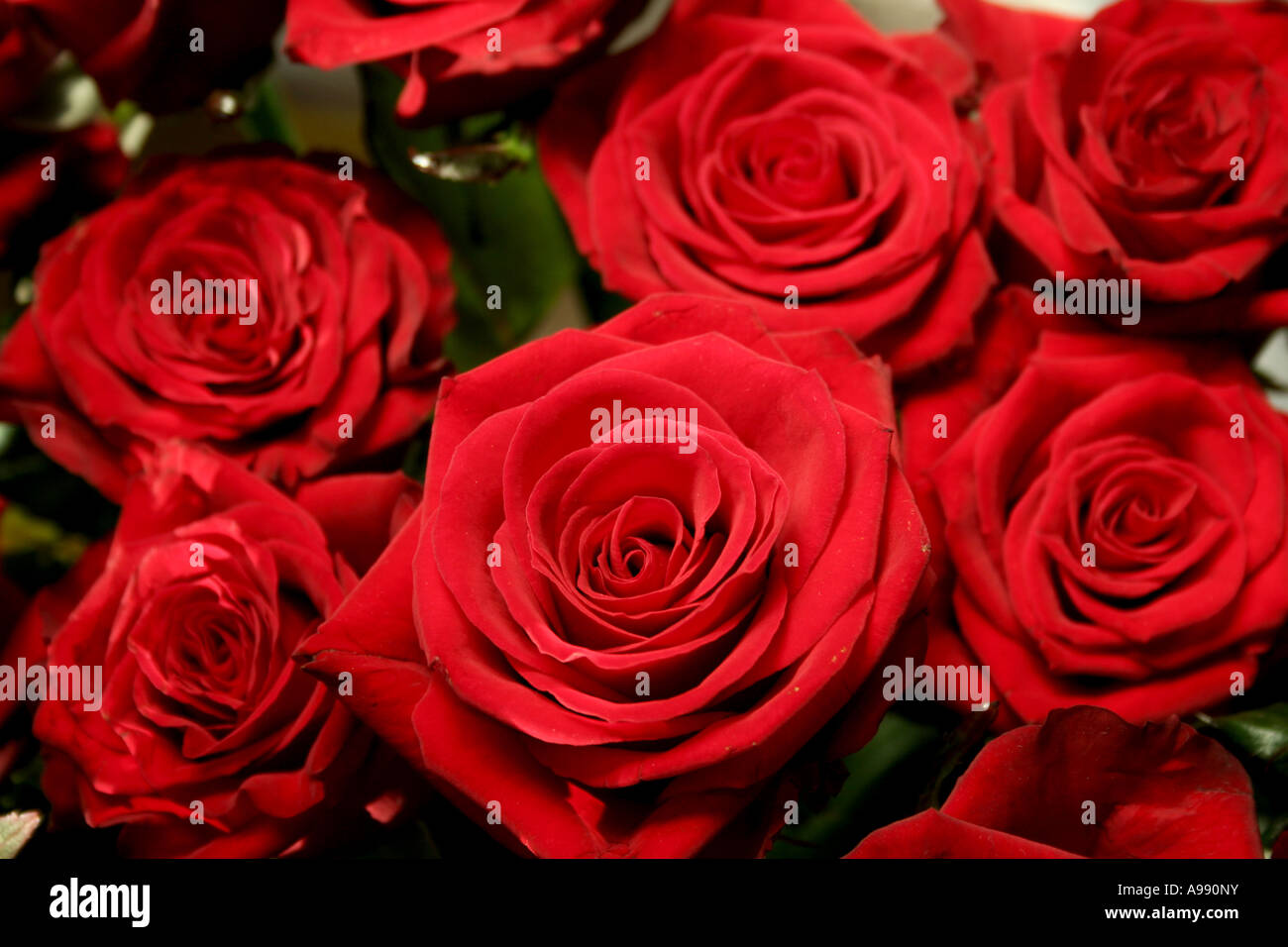 Bouquet de roses rouges en pleine floraison. Banque D'Images