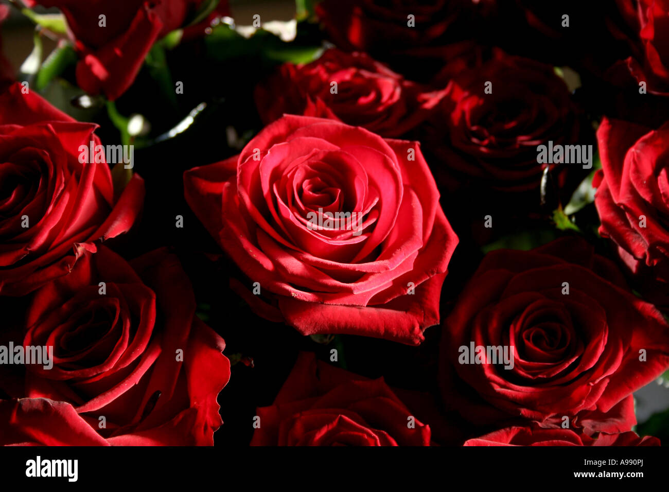 Bouquet de roses rouges en pleine floraison. Banque D'Images