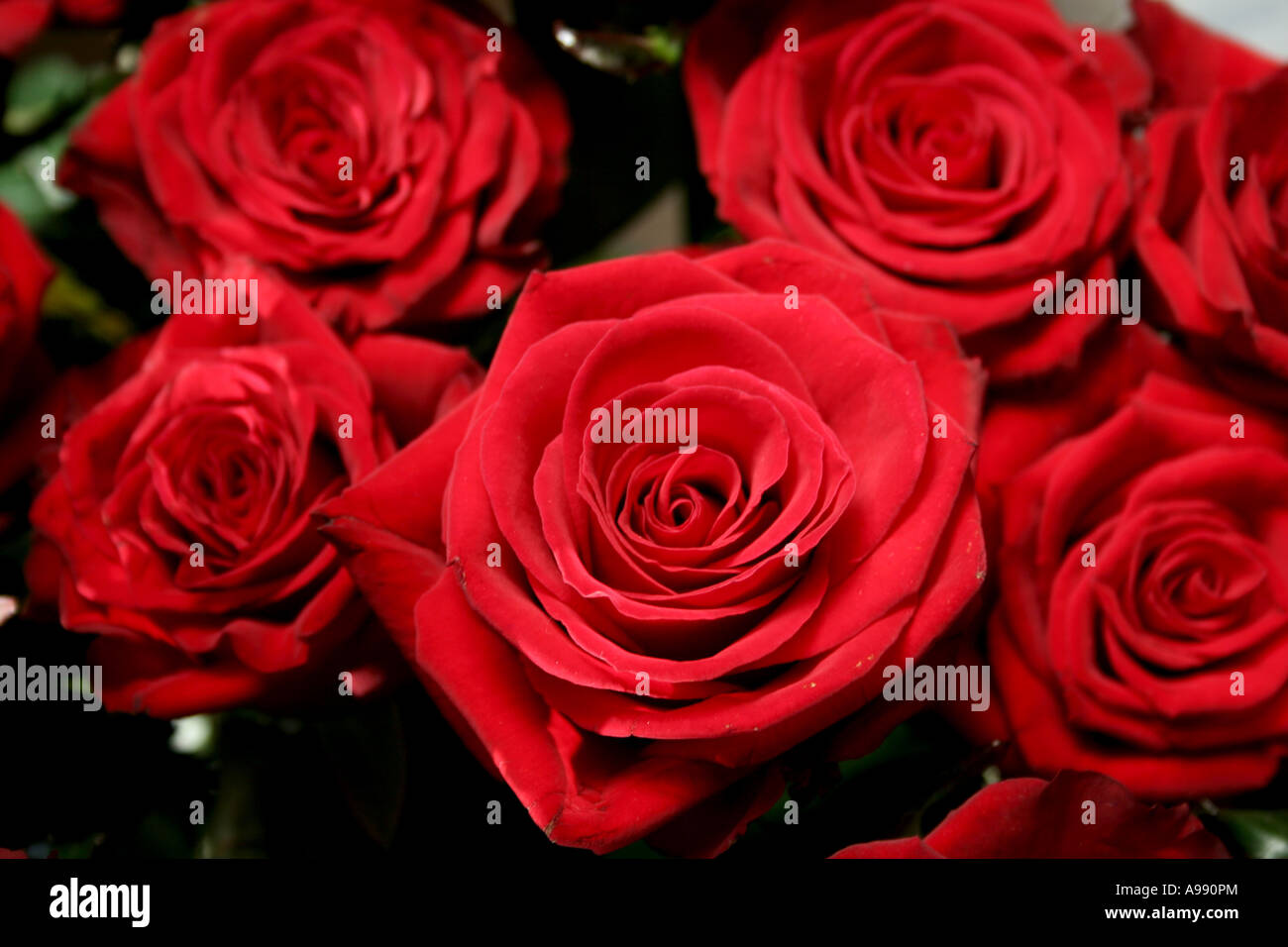 Bouquet de roses rouges en pleine floraison. Banque D'Images