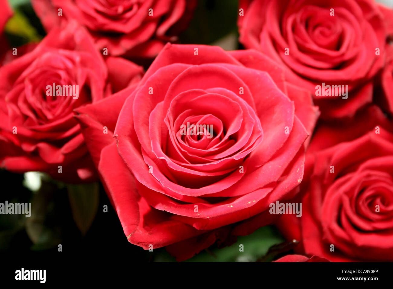 Bouquet de roses rouges en pleine floraison. Banque D'Images