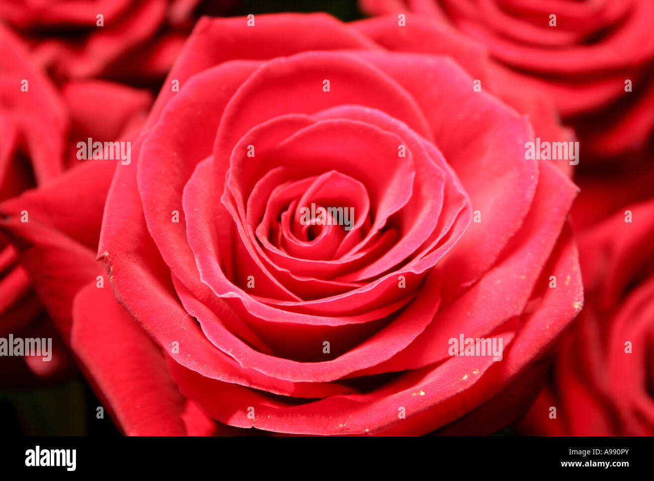 Bouquet de roses rouges en pleine floraison. Banque D'Images