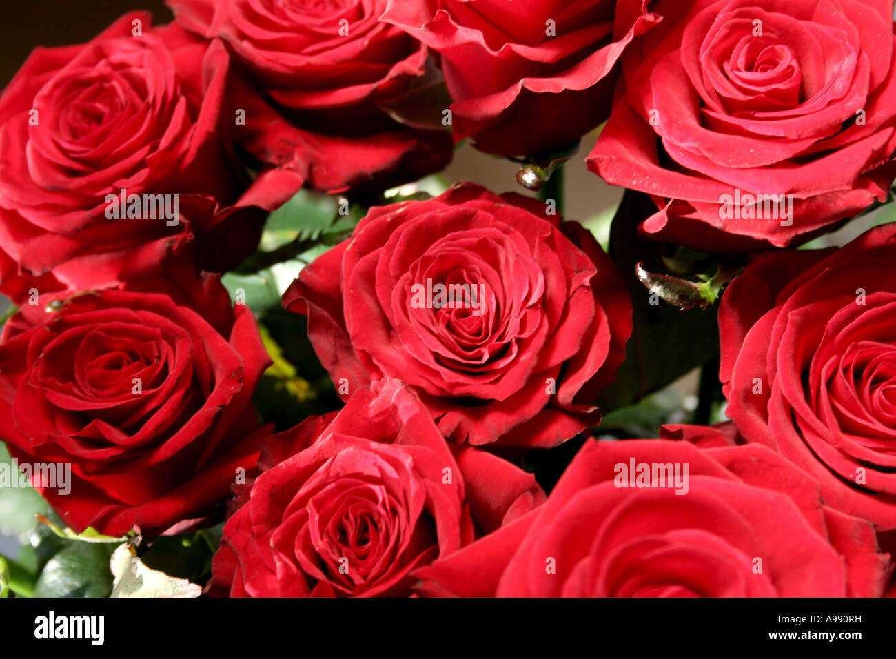 Bouquet de roses rouges en pleine floraison. Banque D'Images