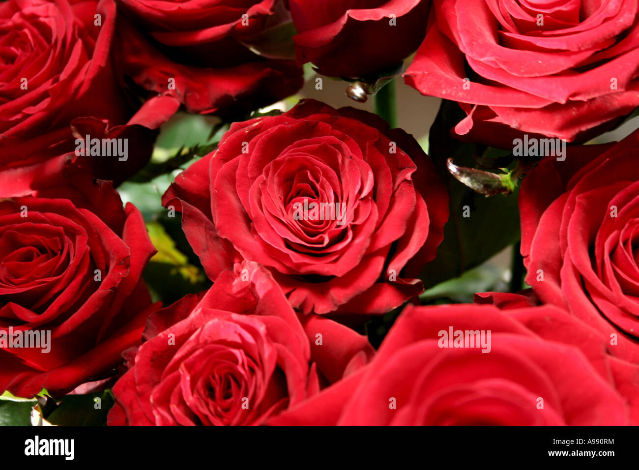 Bouquet de roses rouges en pleine floraison. Banque D'Images