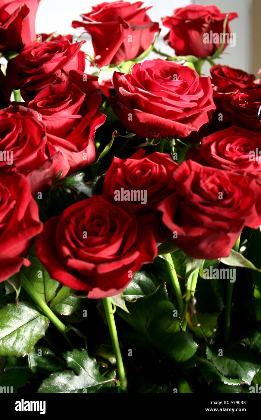 Bouquet de roses rouges en pleine floraison. Banque D'Images
