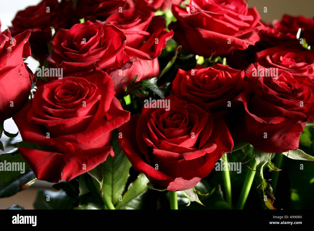 Bouquet de roses rouges en pleine floraison. Banque D'Images