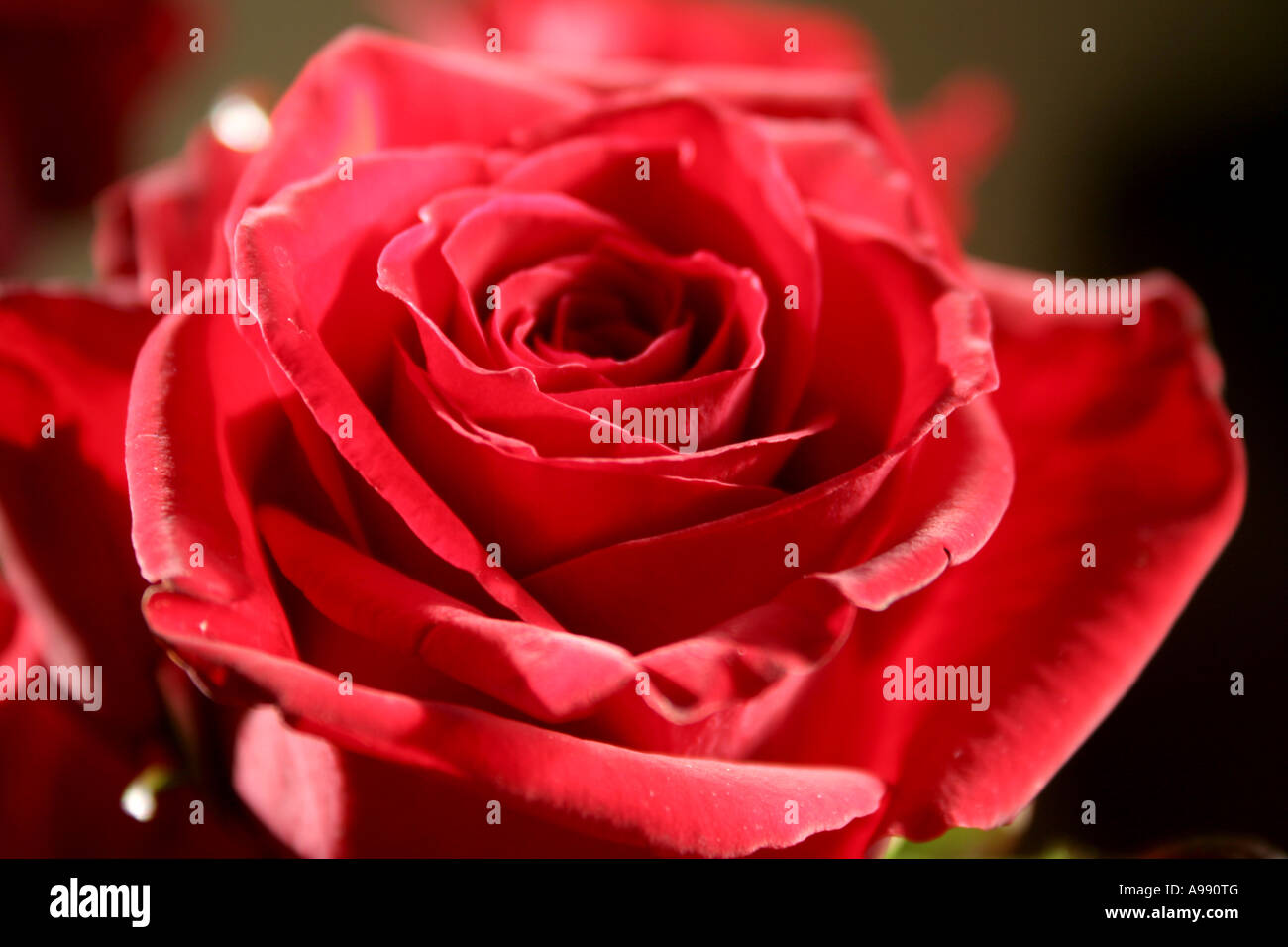 Bouquet de roses rouges en pleine floraison. Banque D'Images