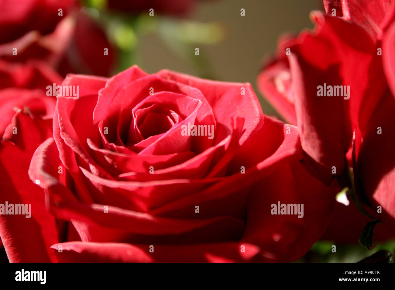 Bouquet de roses rouges en pleine floraison. Banque D'Images