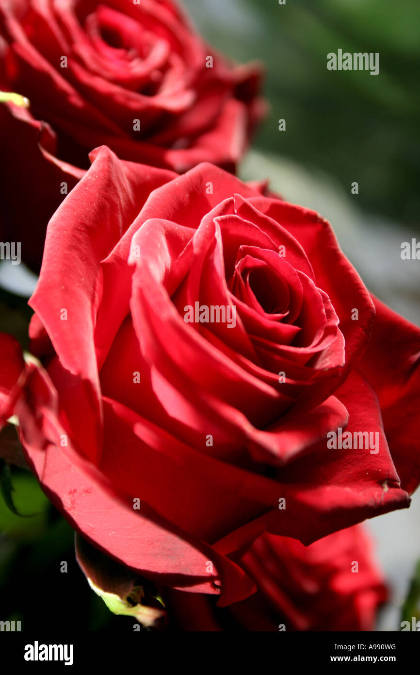 Bouquet de roses rouges en pleine floraison. Banque D'Images