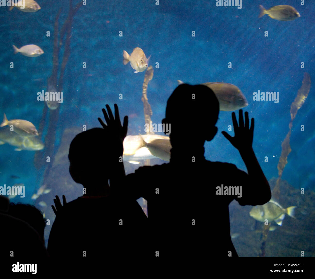 Les enfants à un oeil à l'aquarium poisson Banque D'Images