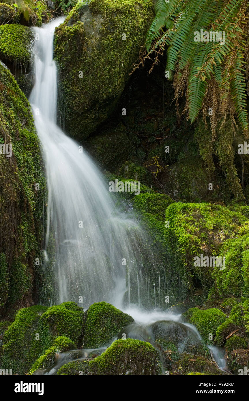 Petite cascade, Quinault River Valley, le Parc National Olympique, WA Banque D'Images