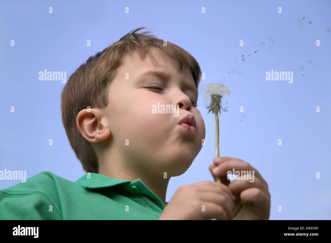 Boy blowing les graines d'une tête de pissenlit Banque D'Images