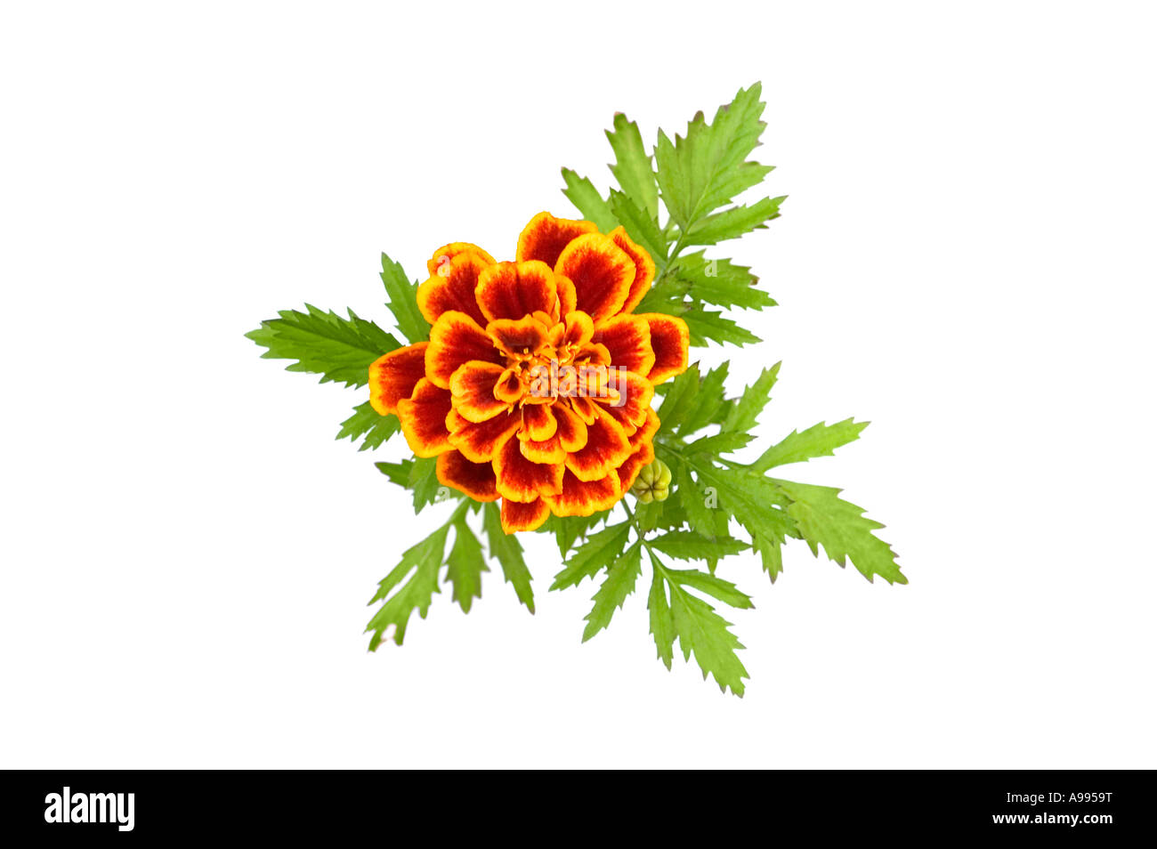 Marigold fleurs isolé sur fond blanc Banque D'Images