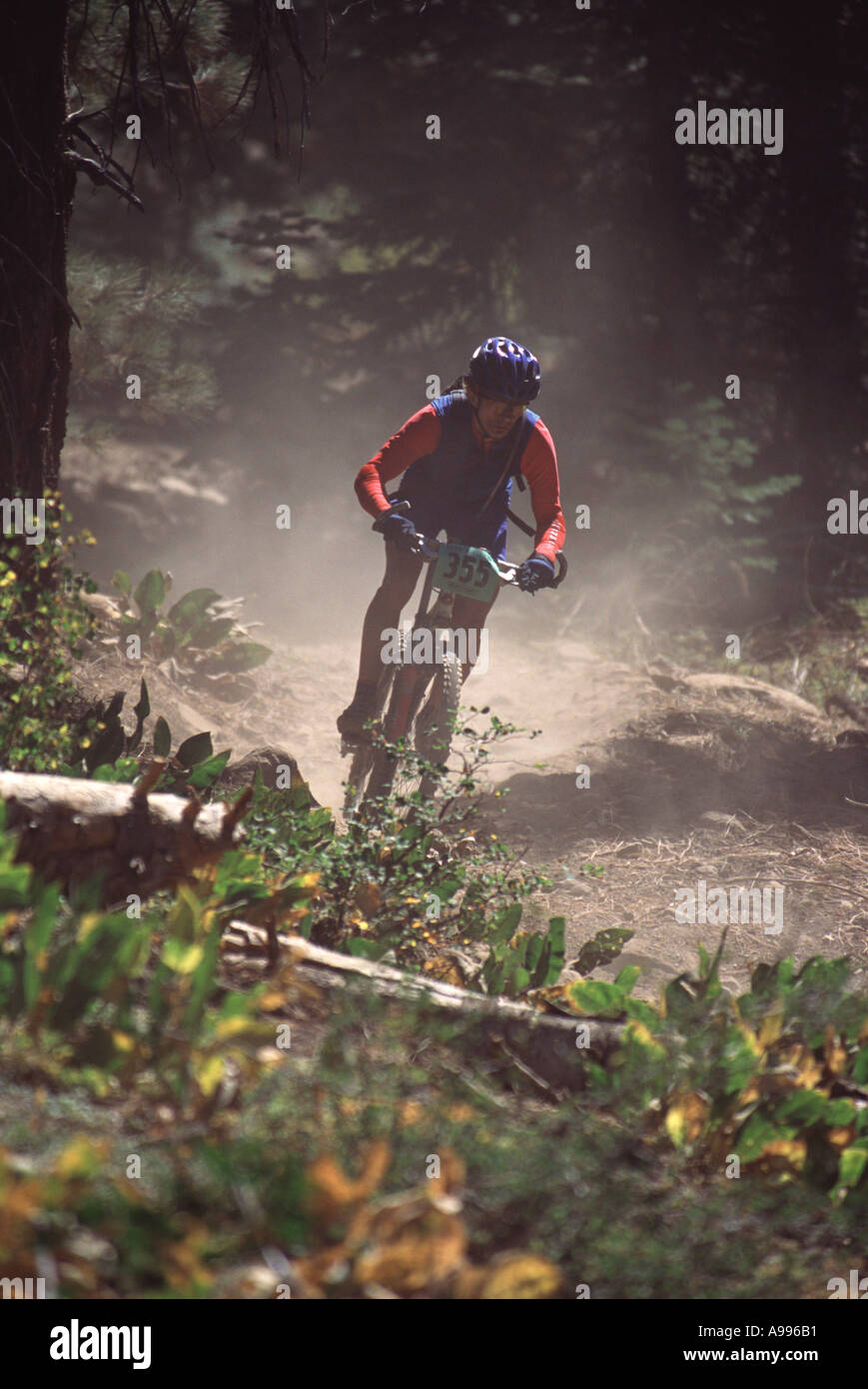 Vélo de montagne laisse un nuage de poussière alors qu'il descend le long d'un chemin à travers une forêt près de Northstar CA lors d'une course Banque D'Images