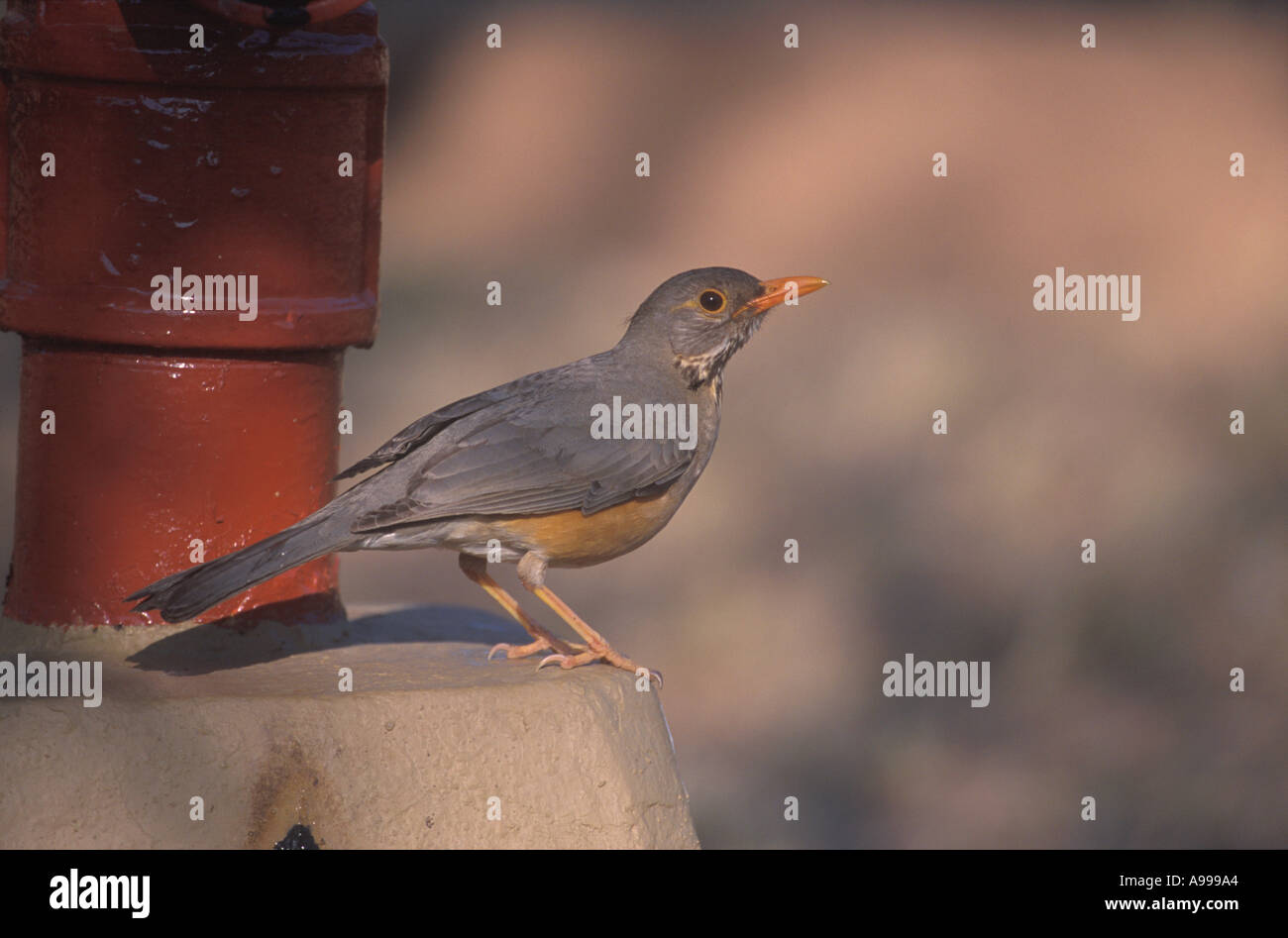 Kurrichane Thrush Turdus libonyana l'Afrique du Sud Banque D'Images