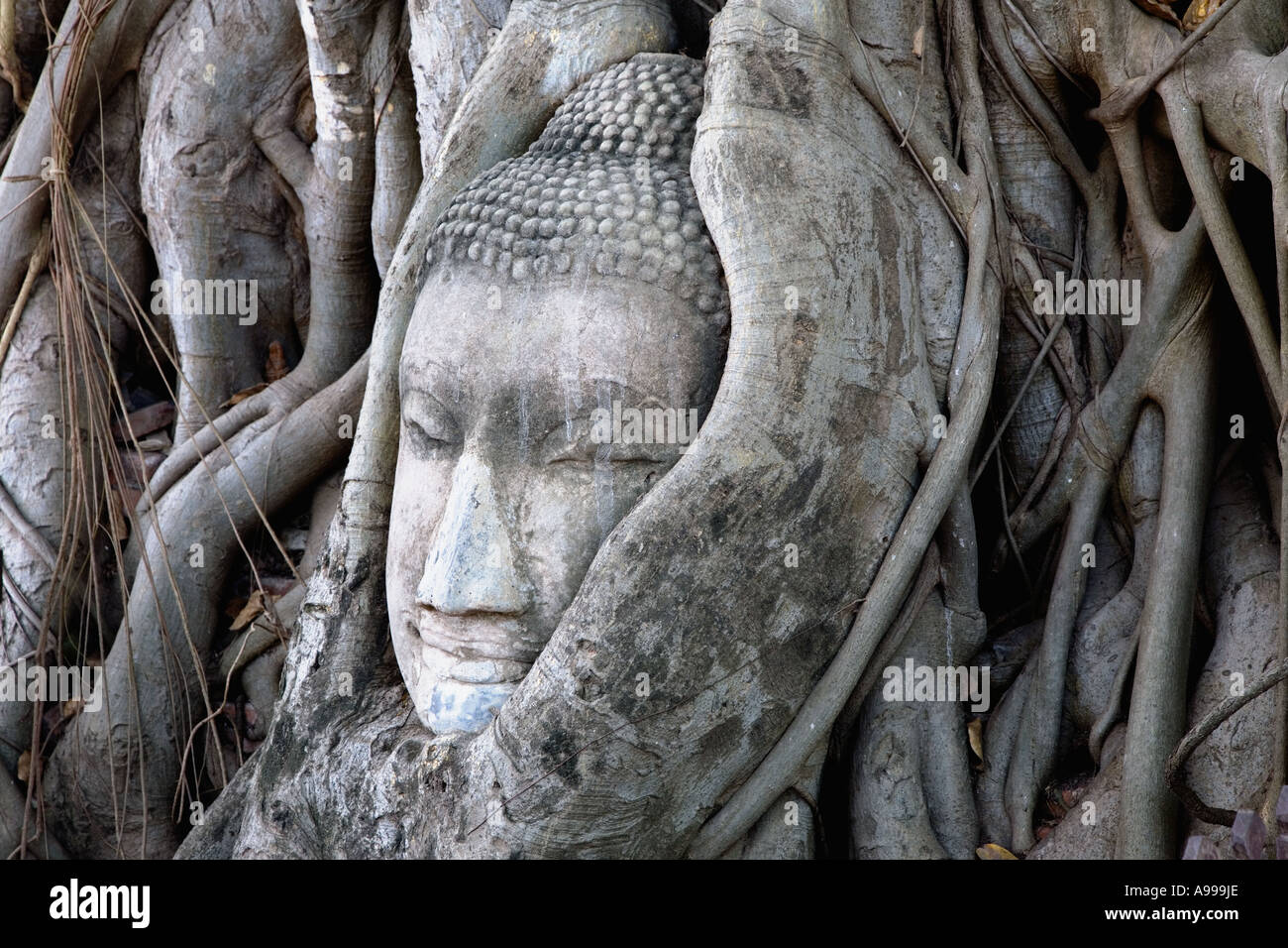 Tête de Bouddha ou Rupa intégrés dans les racines d'un arbre au Wat Mahathat situé dans le centre-ville de Sukhothai. Banque D'Images